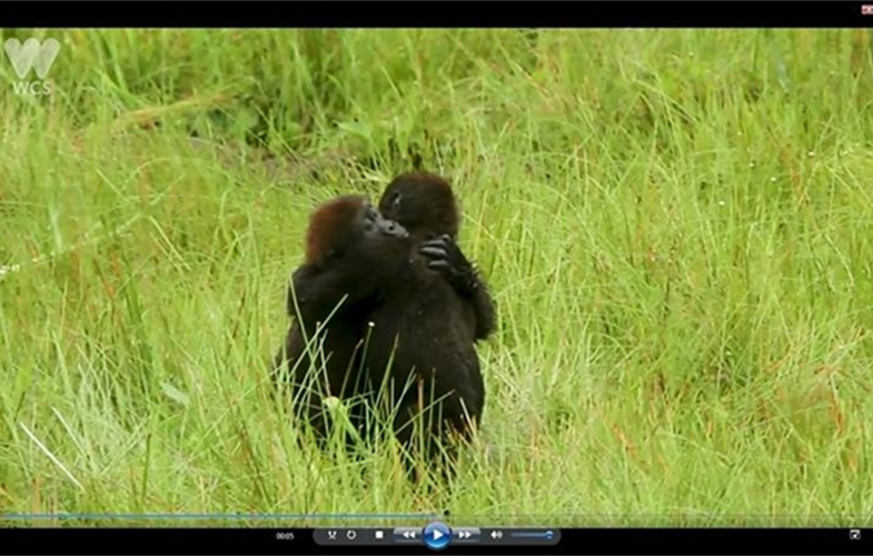 gorilla hug